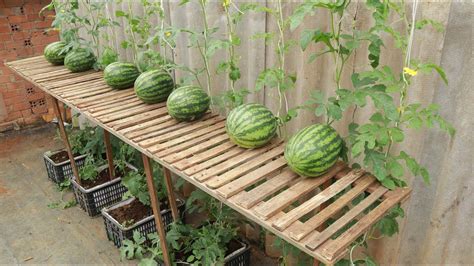 grow melons vertically|How To Grow Melons Vertically: A Step.